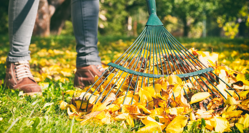 The Importance of Fall Volunteers - Senior Community Services